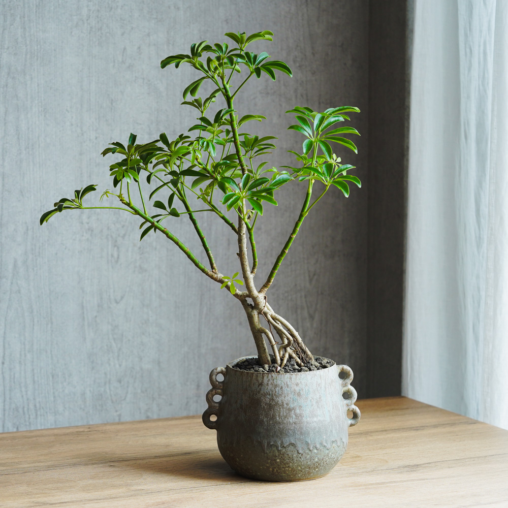 葉影がきれいな植物 | 青山フラワーマーケット | 青山フラワー 
