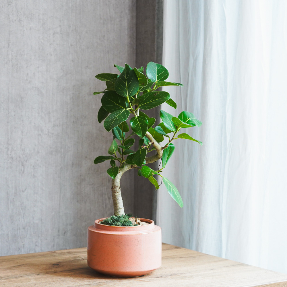 観葉植物 フィカス ベンガレンシス 10号 曲り エコストーンGray 付き | 観葉植物ならHitoHana(ひとはな)