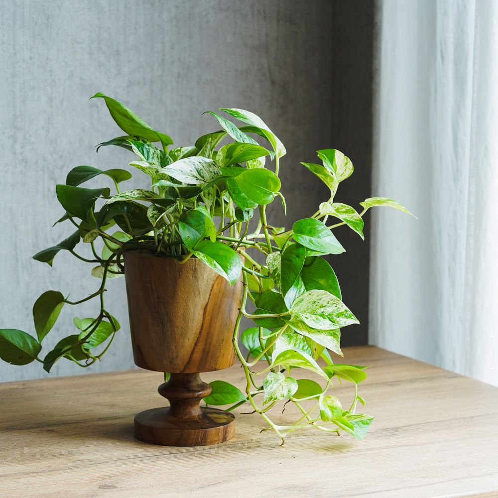 観葉植物 | 青山フラワーマーケット | 青山フラワーマーケット｜花束