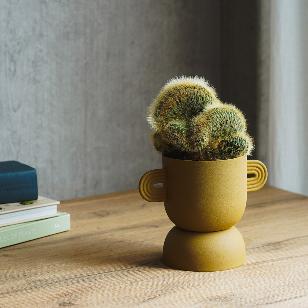 重厚感のある姿が特徴のヴァトリカニア・グエンテリー | 青山フラワー