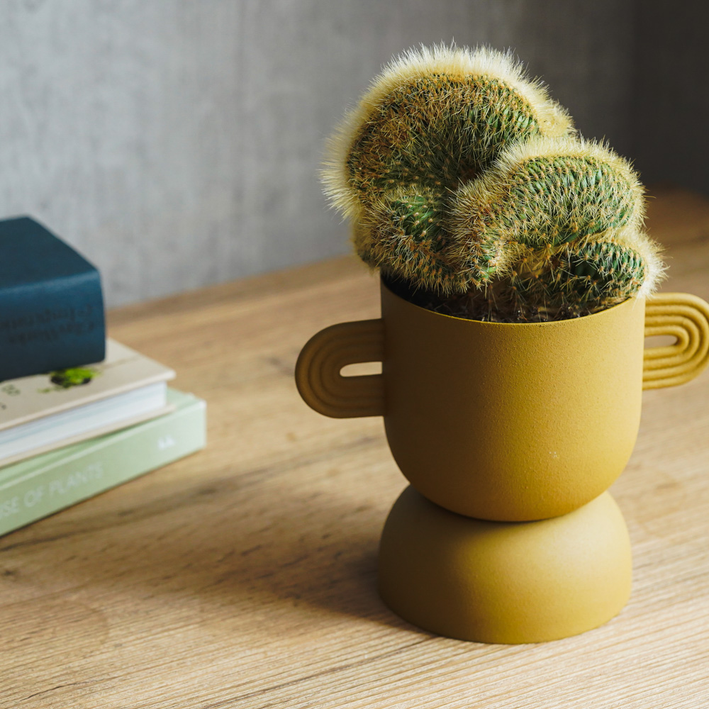 重厚感のある姿が特徴のヴァトリカニア・グエンテリー | 青山フラワー