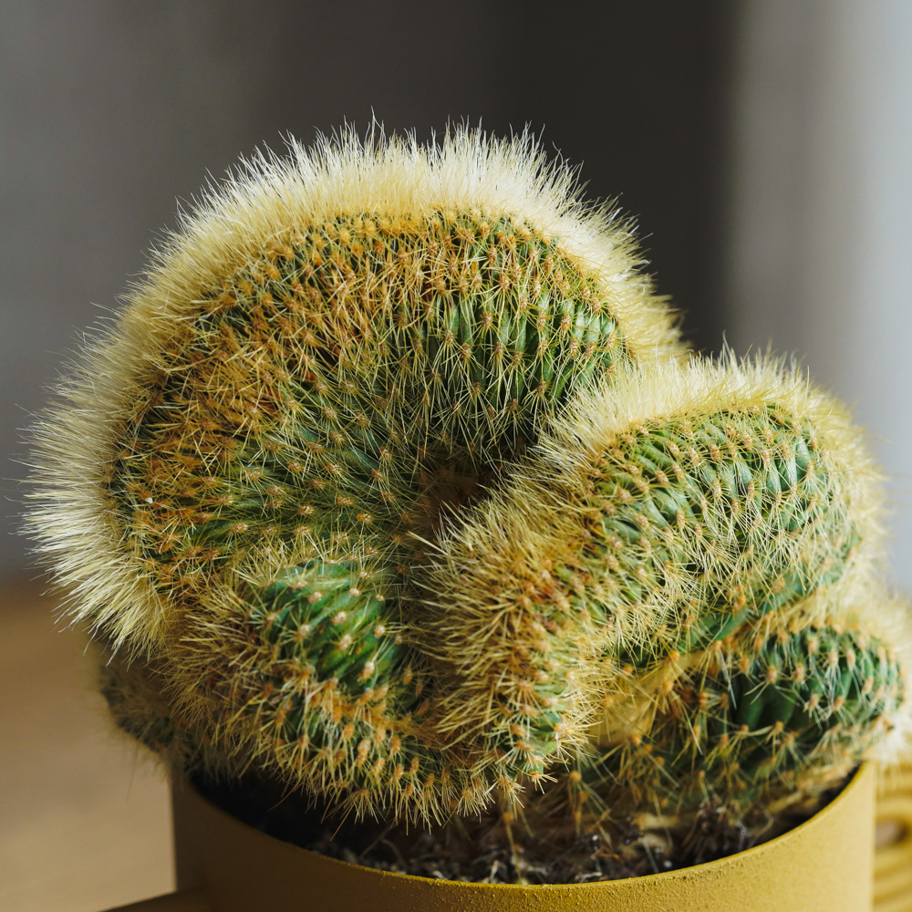 重厚感のある姿が特徴のヴァトリカニア・グエンテリー | 青山フラワー