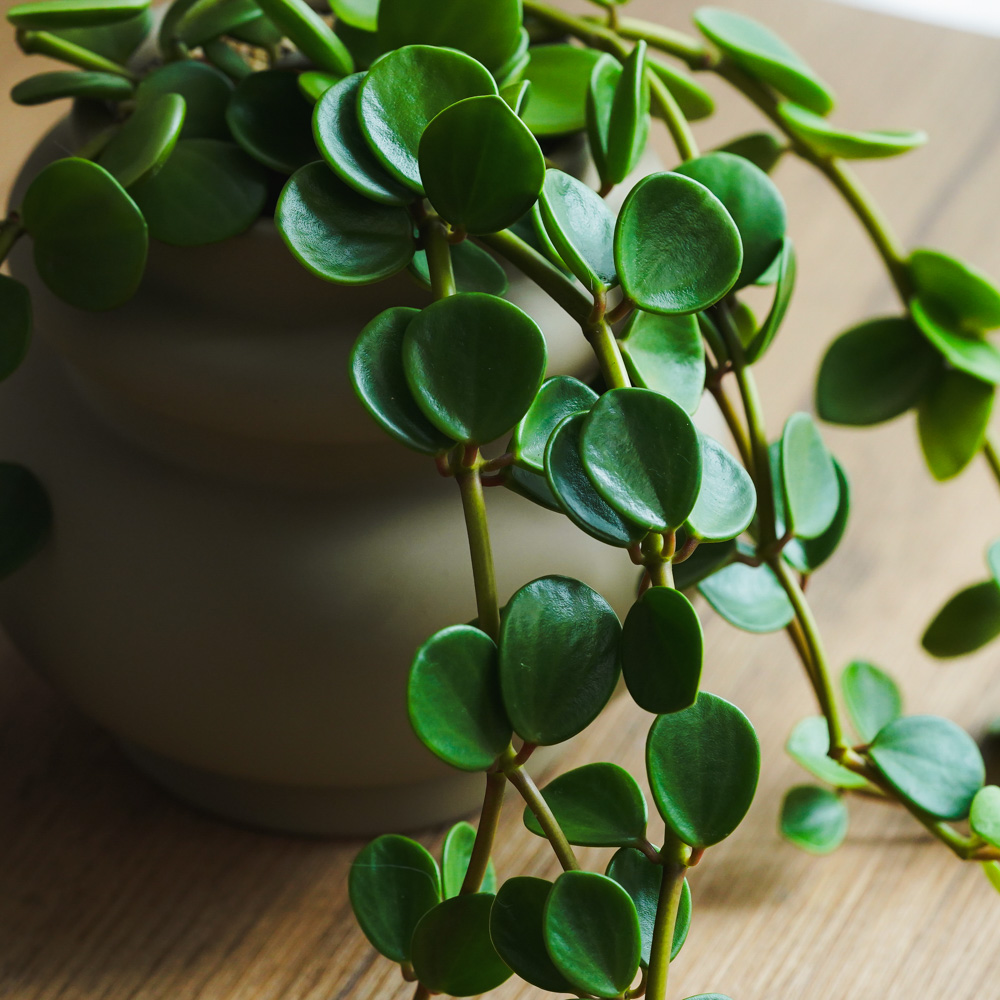 丸くて肉厚な葉が特徴のペペロミア・ホープ | 青山フラワーマーケット