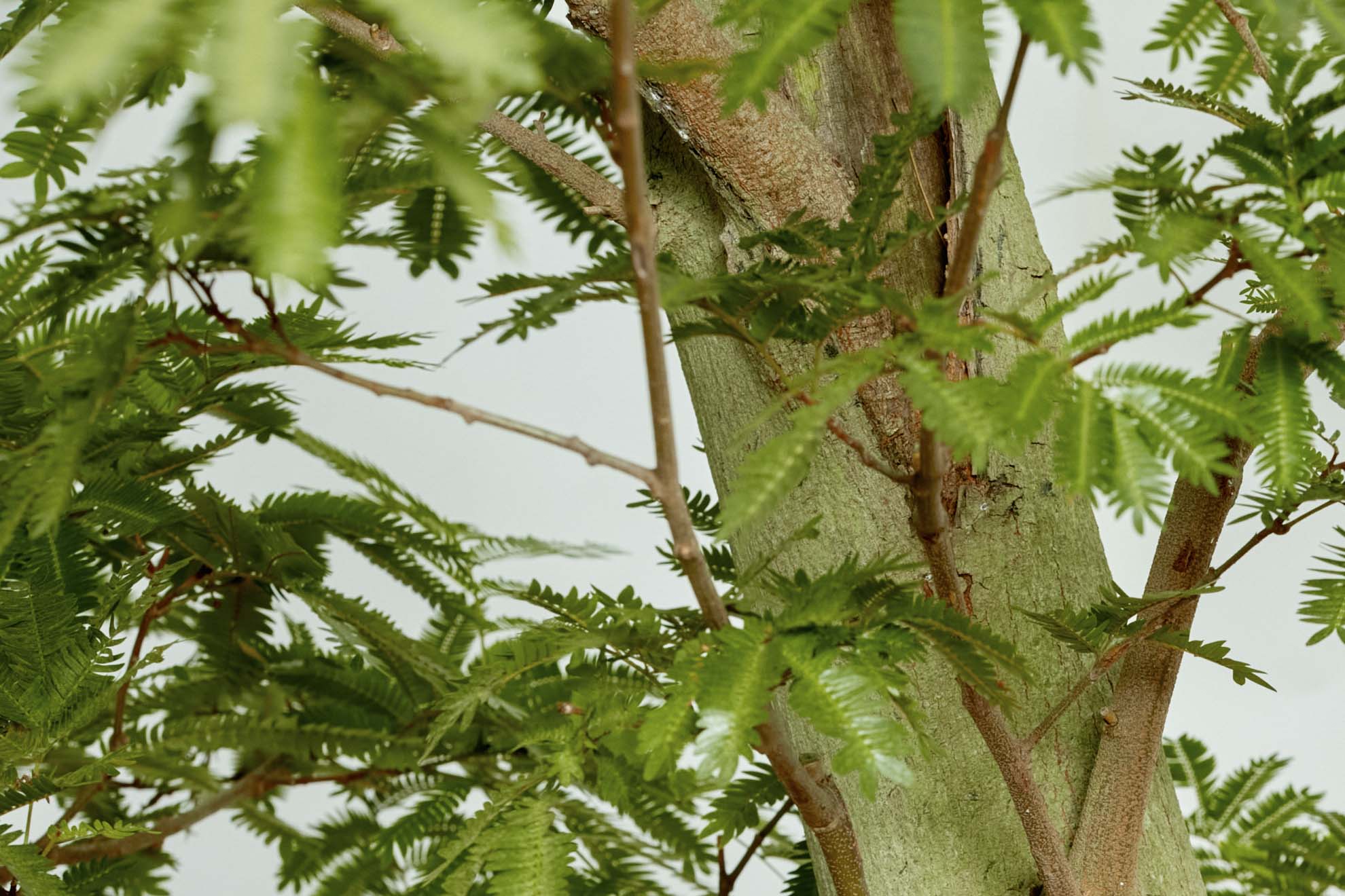 特注一点もの】力強くたくましい樹形のエバーフレッシュ | 青山