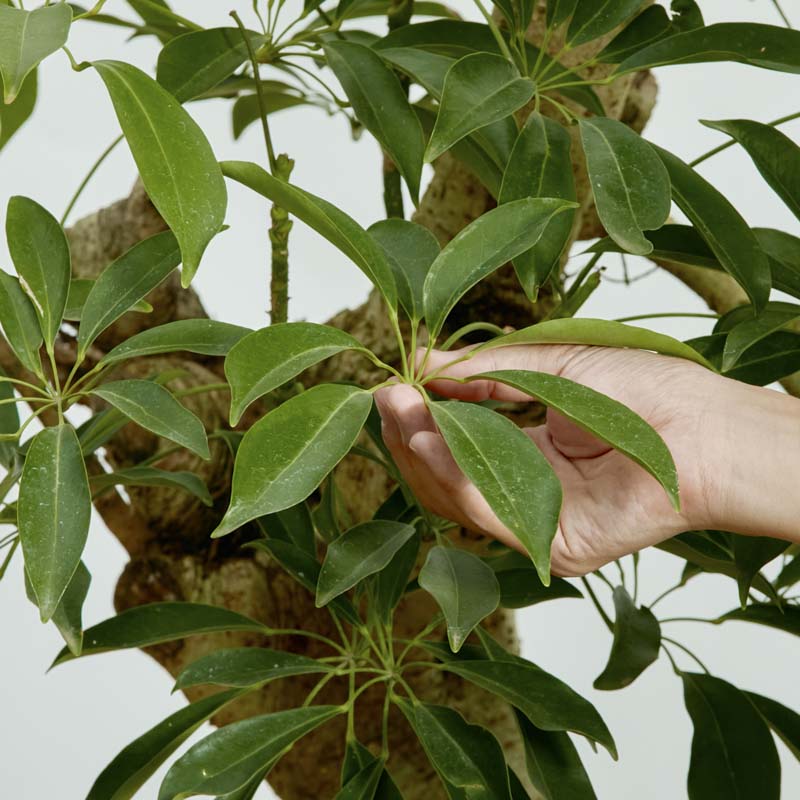 シェフレラ 青レモン斑入り 大株 幹太 屋外育成 特注一点もの】太い幹