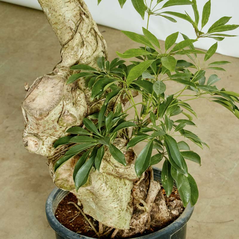 ☆シェフレラ コンパクタ♪ 132cm 太幹♪ ☆シェフレラ コンパクタ♪ 132cm 太幹♪ 特注一点もの】太い幹