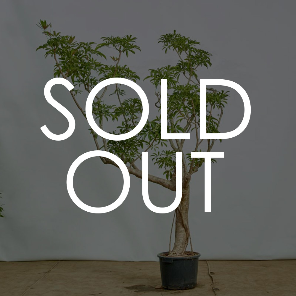 特注一点もの】横に枝を伸ばす絶妙なバランスが個性的なシェフレラ