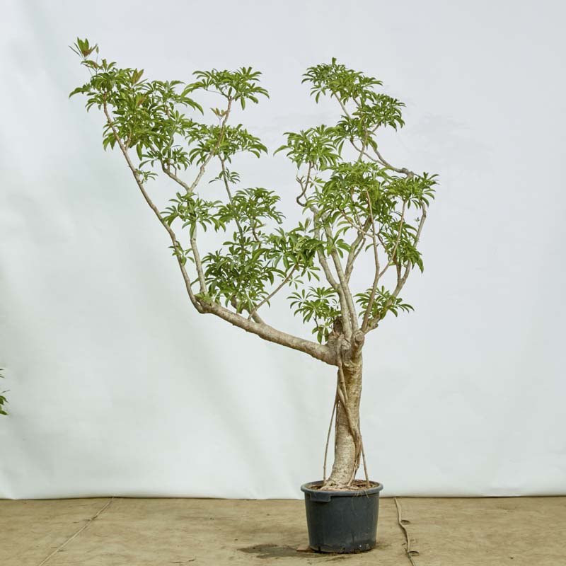 特注一点もの】横に枝を伸ばす絶妙なバランスが個性的なシェフレラ