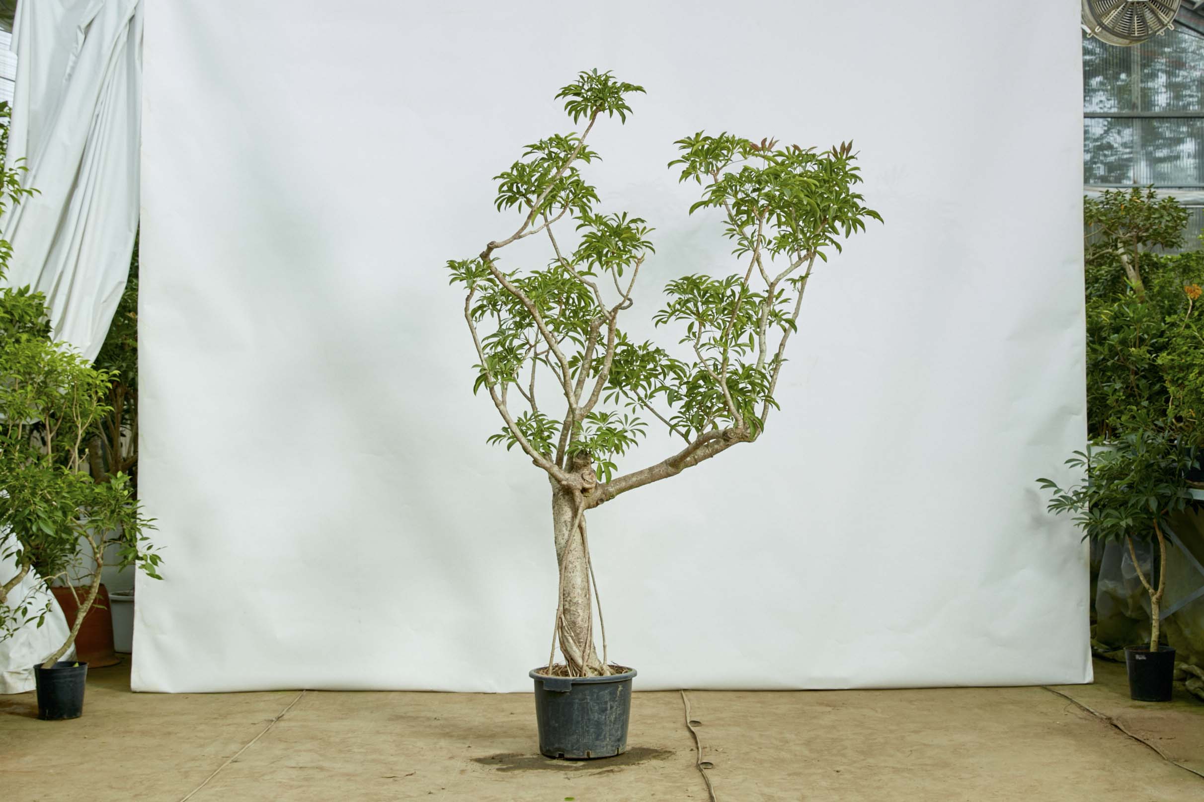 シェフレラ 青レモン斑入り 大株 幹太 屋外育成 シェフレラ 青レモン