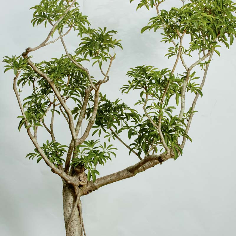 特注一点もの】横に枝を伸ばす絶妙なバランスが個性的なシェフレラ