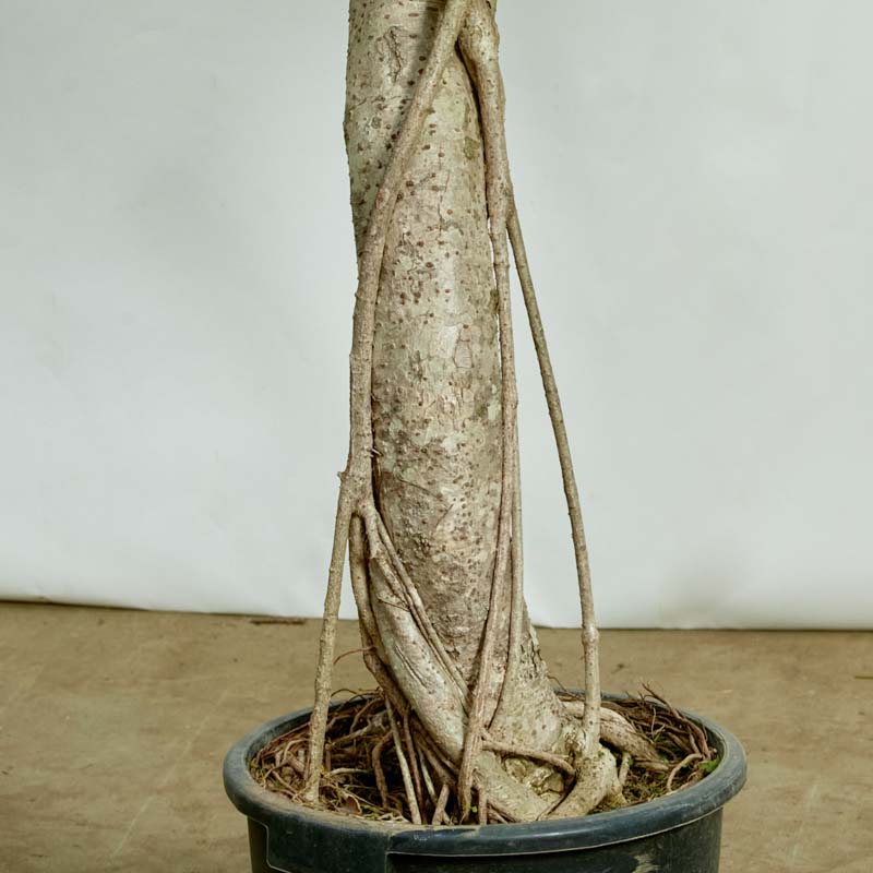 特注一点もの】横に枝を伸ばす絶妙なバランスが個性的なシェフレラ