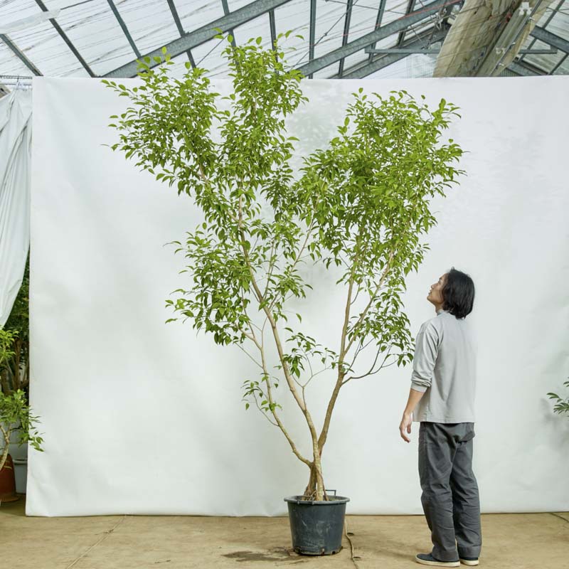 ベロニカ オックスフォードブルー○ベロニカ グランドカバー 小花カーペット 観葉植物 小さい青い花 | 【公式】シャン・ド・フルール｜鹿児島の花と 観葉植物のお店