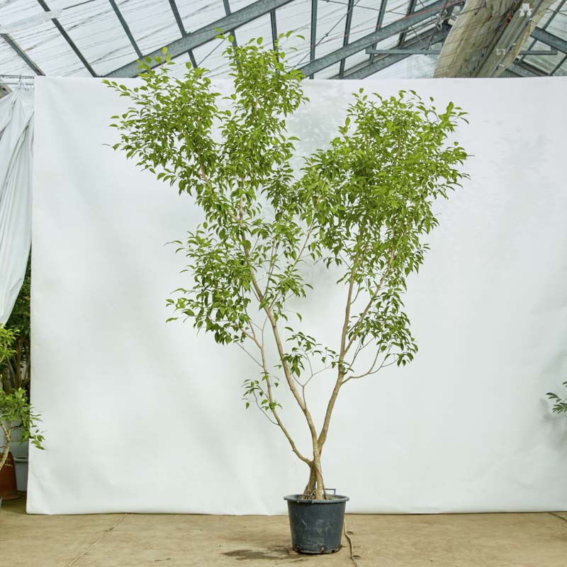 フィカス・ベンジャミン・ヌダ ゴムの木 観葉植物 鉢下より160cm