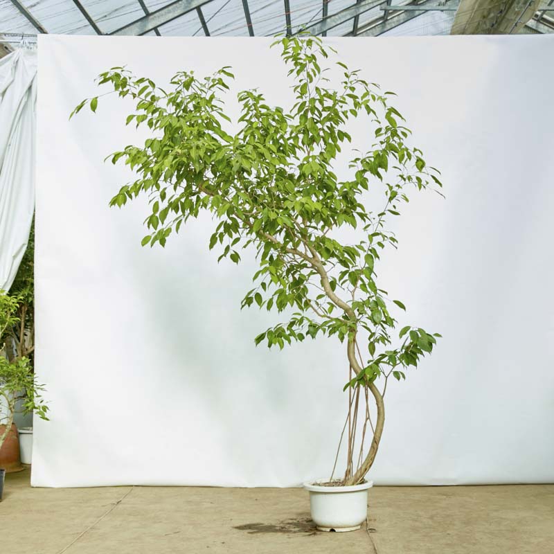 特注一点もの】枝垂れ樹形のフィカス・ストリクタ | 青山フラワー