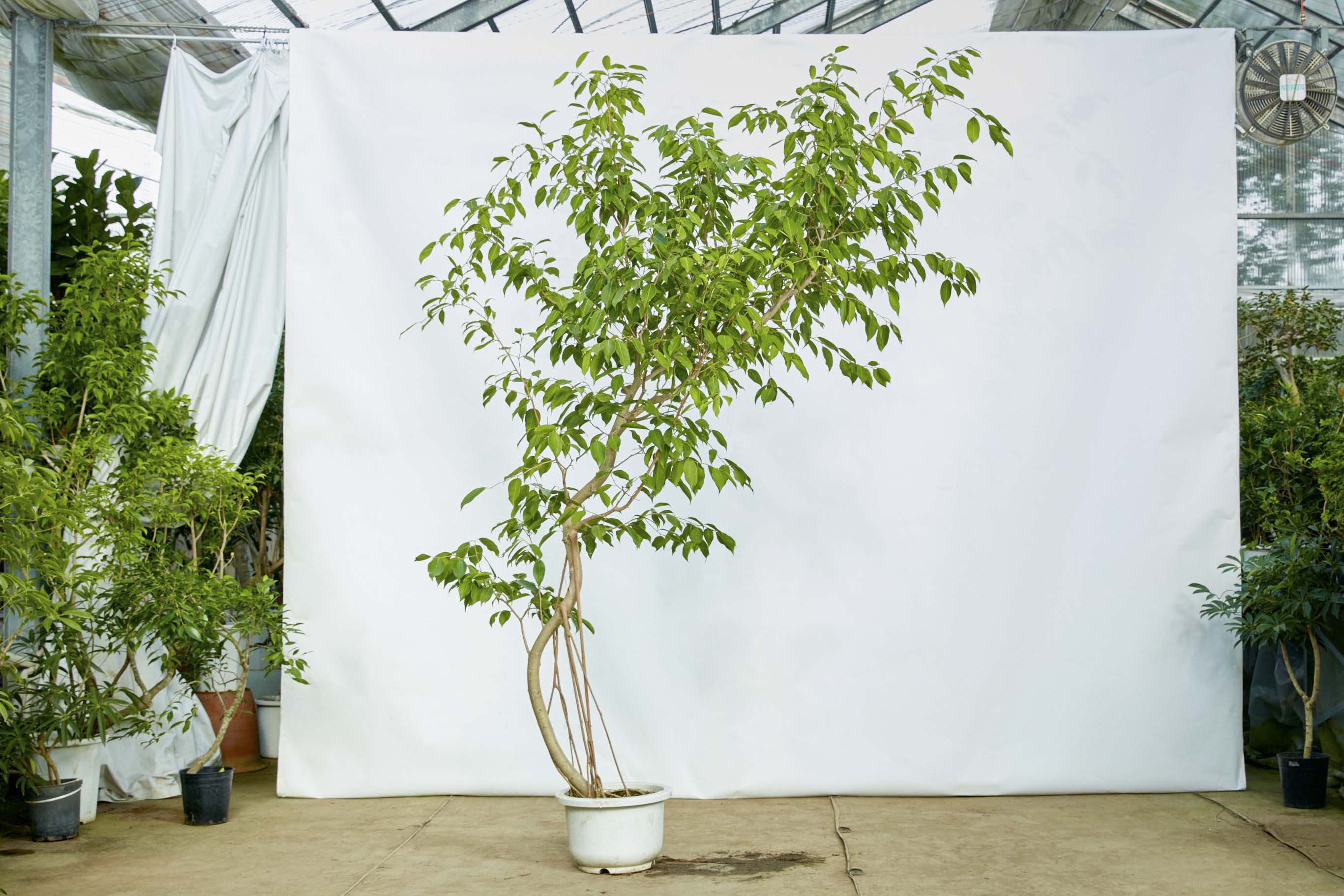 フィカス・ストリクタ ゴムの木 観葉植物 フィカス・ストリクタ ゴムの木 観葉植物 フィカス・ストリクタ