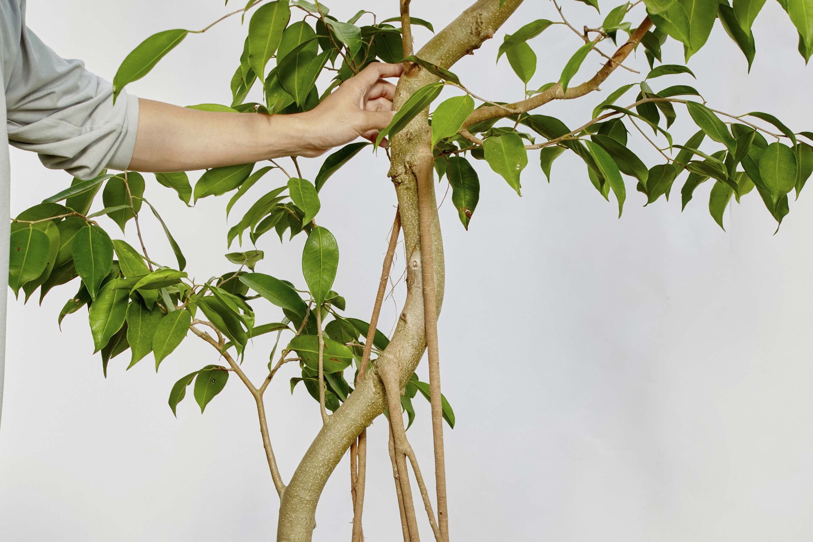 特注一点もの】枝垂れ樹形のフィカス・ストリクタ | 青山フラワー