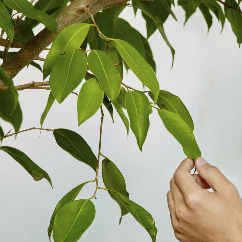 特注一点もの】枝垂れ樹形のフィカス・ストリクタ | 青山フラワー