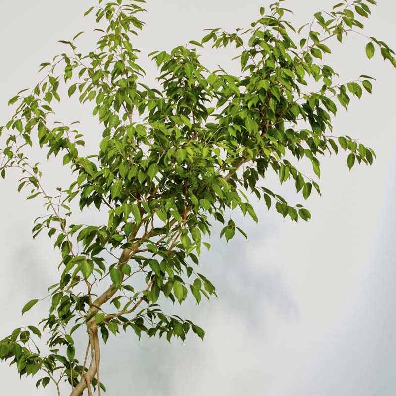 特注一点もの】枝垂れ樹形のフィカス・ストリクタ | 青山フラワー