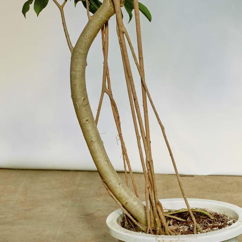 特注一点もの】枝垂れ樹形のフィカス・ストリクタ | 青山フラワー