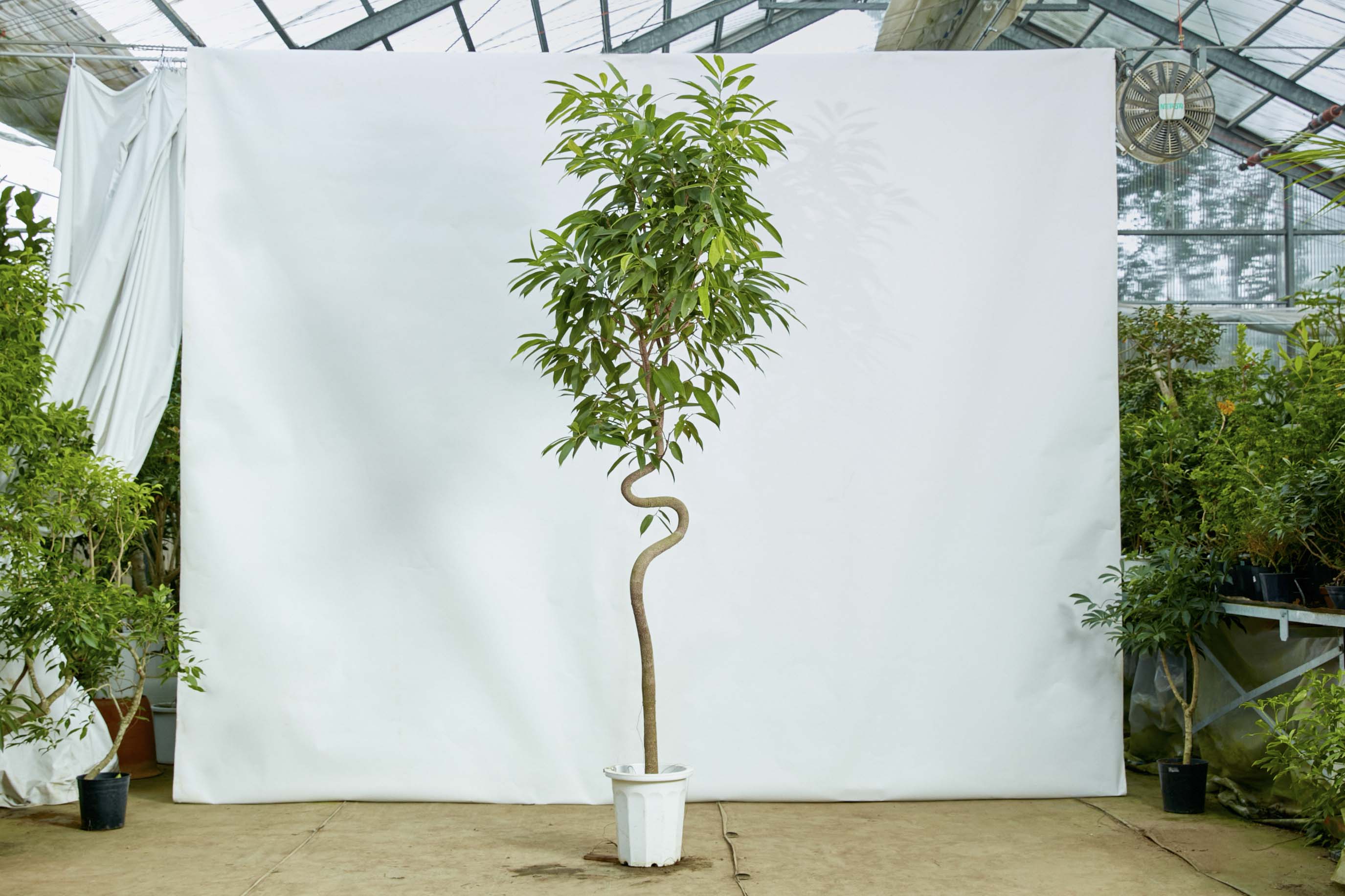 ☆ フィカス アムステルダムキング♪ 150cm ♪ 観葉植物 フィカス