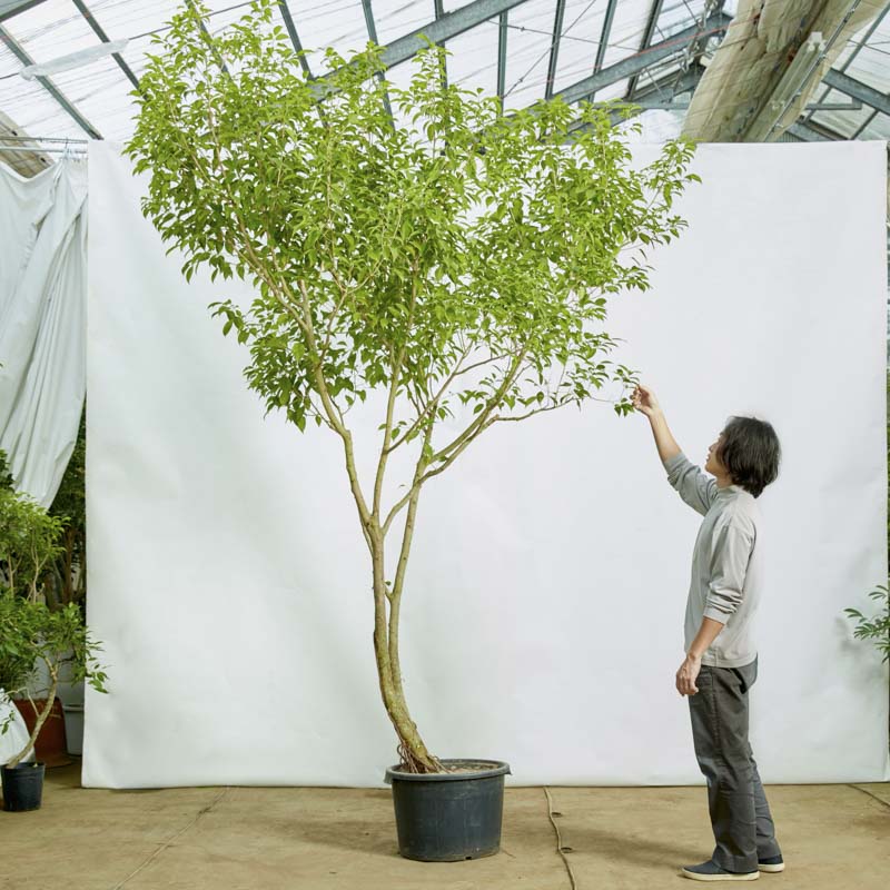 ベロニカ オックスフォードブルー○ベロニカ グランドカバー 小花カーペット 観葉植物 小さい青い花 | 【公式】シャン・ド・フルール｜鹿児島の花と 観葉植物のお店