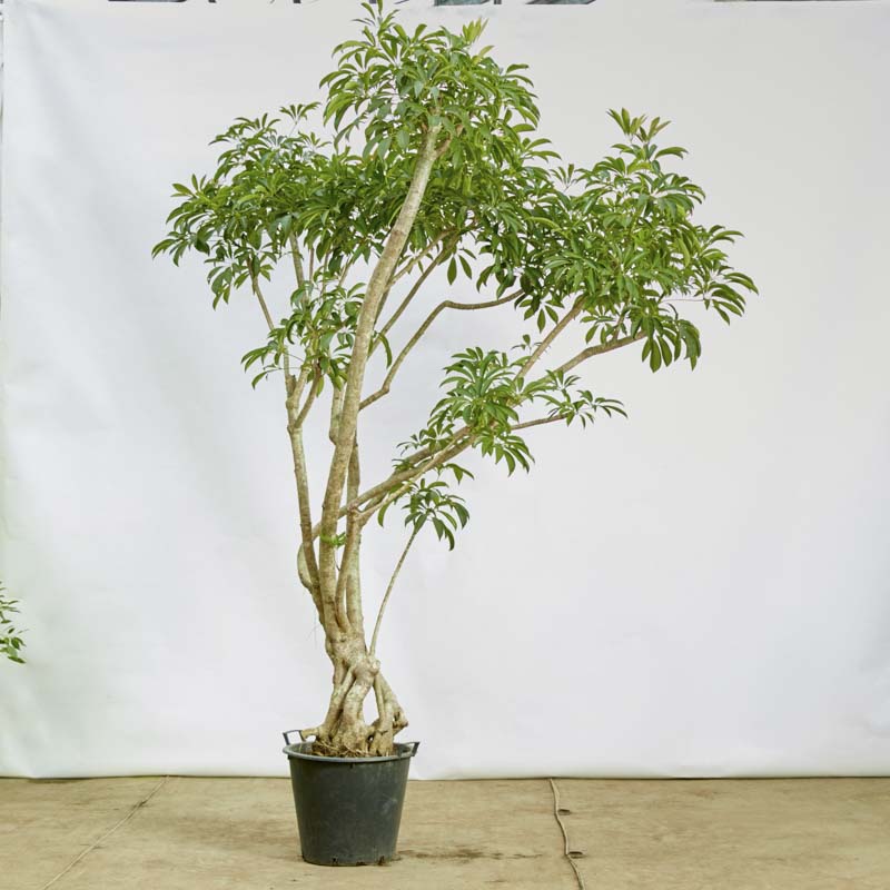 シェフレラ曲がり × 箱火鉢　観葉植物　火鉢　植木 シェフレラ曲がり × 箱火鉢 観葉植物 火鉢 植木 特注一点もの