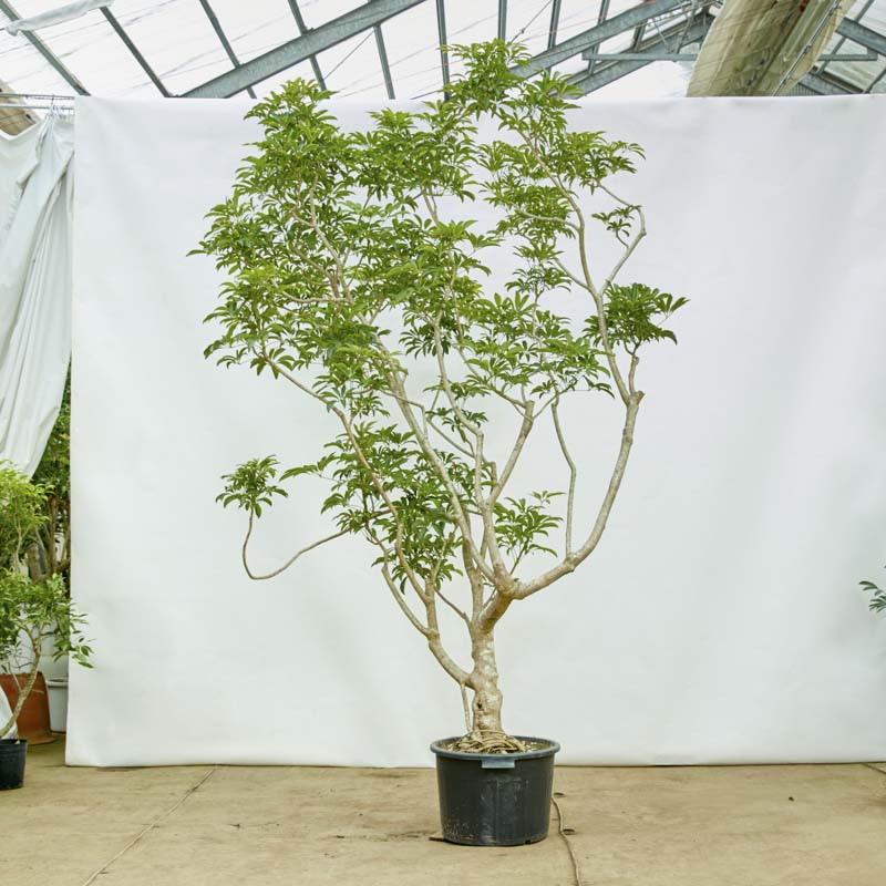 観葉植物 シェフレラ 個性的な樹形が特徴 140cm 現品お届け