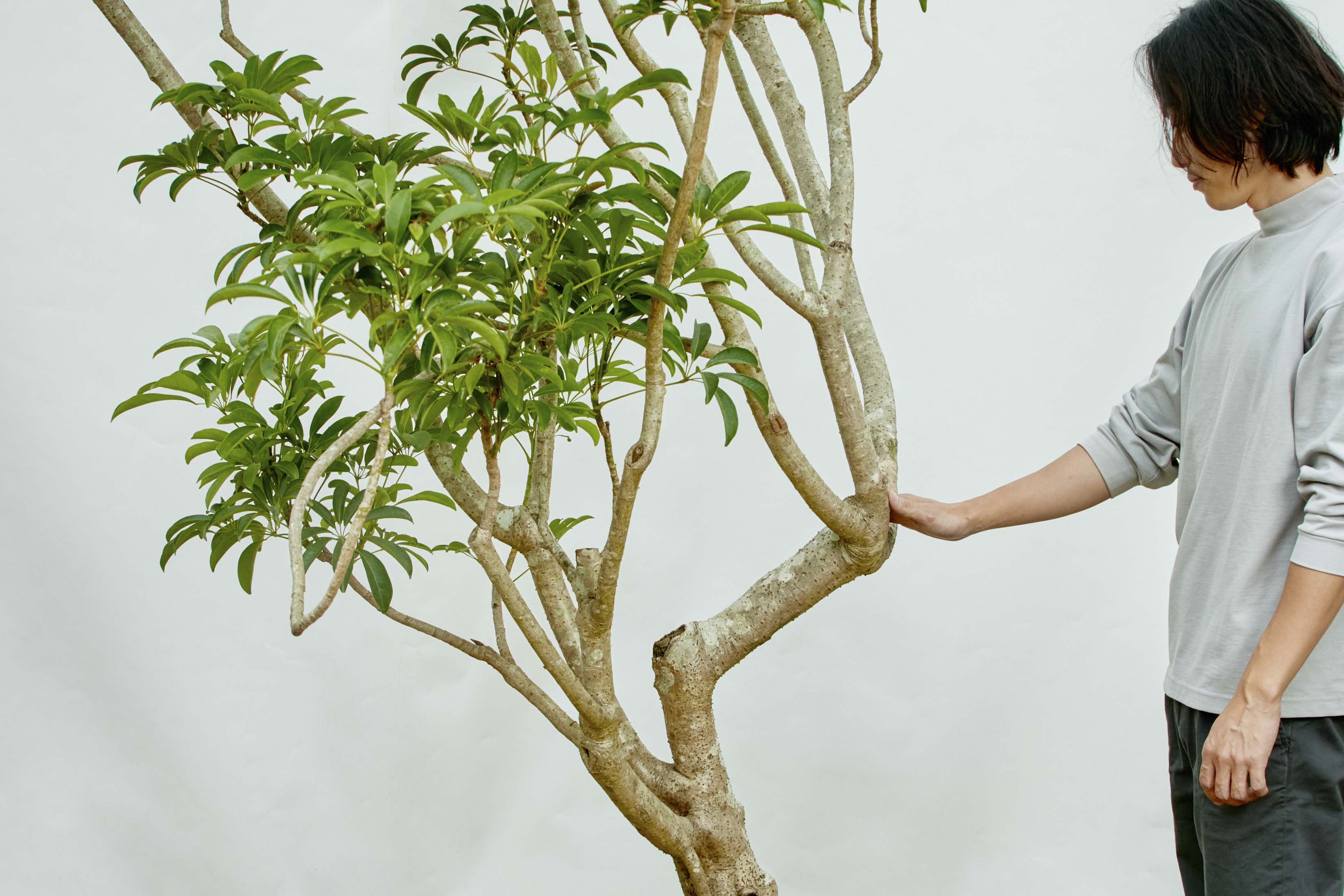 特注一点もの】躍動感あふれる樹形が特徴のシェフレラ | 青山フラワー