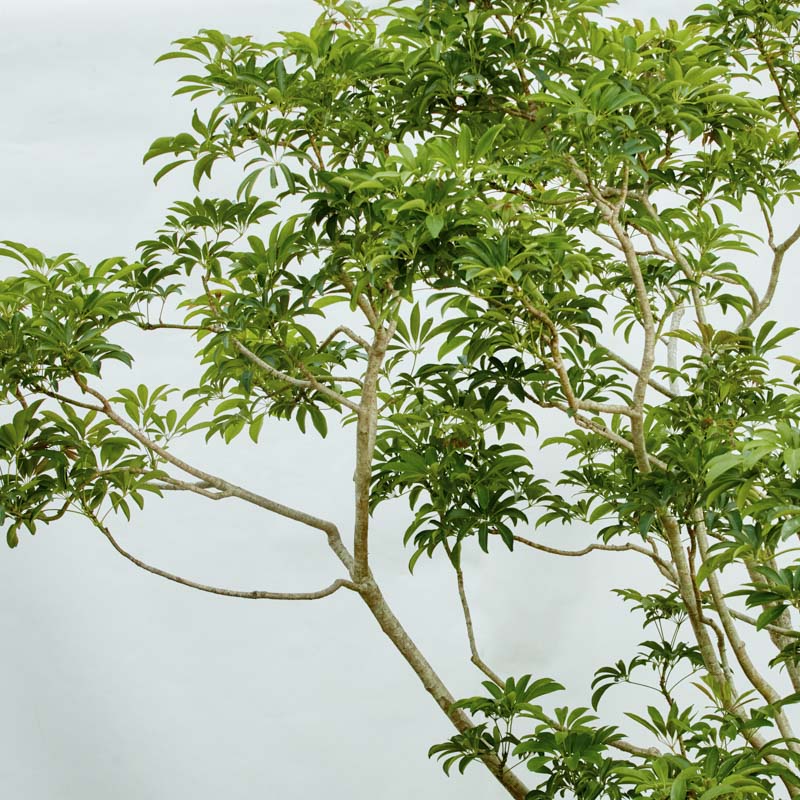 特注一点もの】躍動感あふれる樹形が特徴のシェフレラ | 青山フラワー