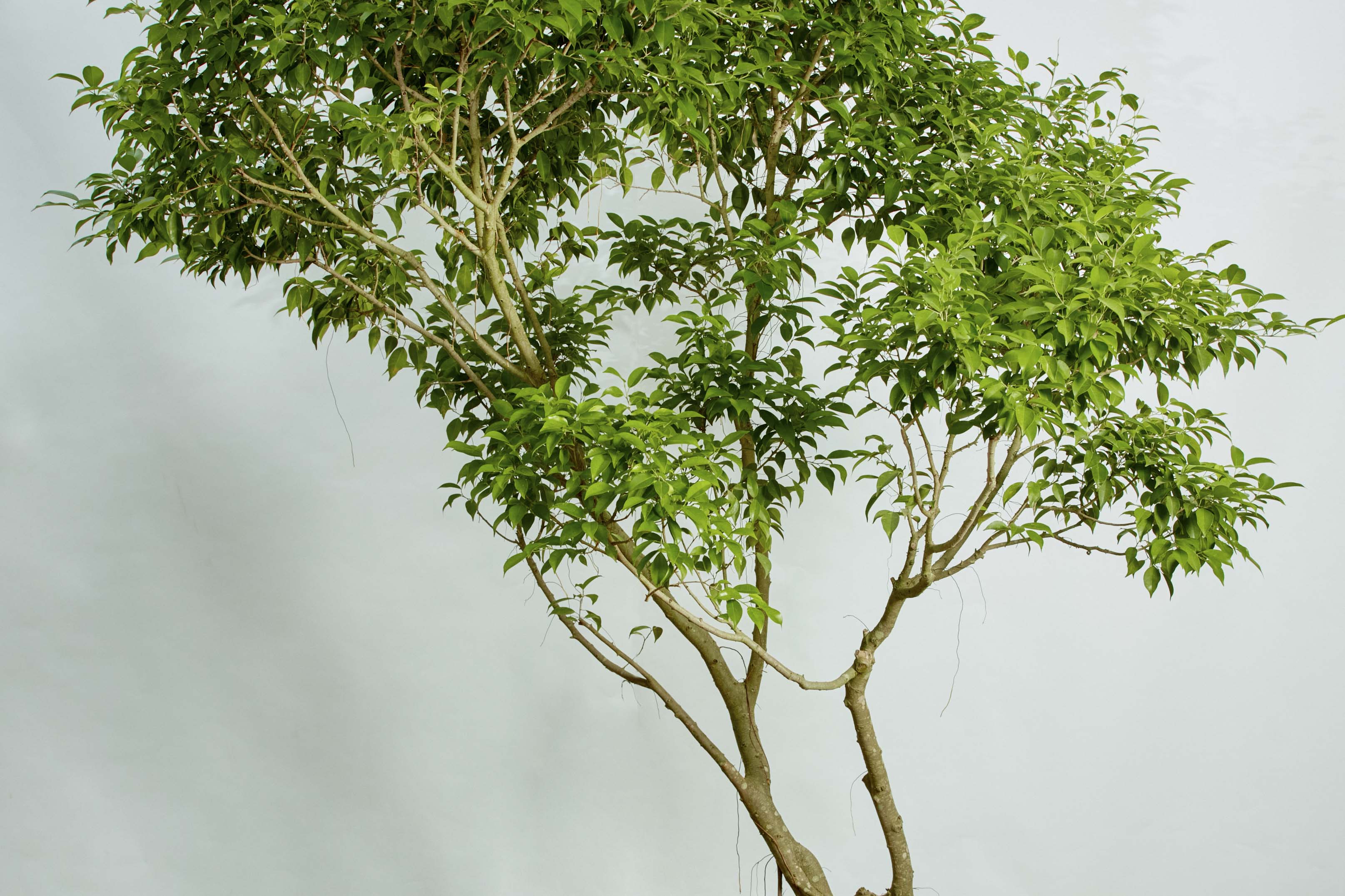 特注一点もの】緑がきらきらと眩しいフィカス・ベンジャミン・リッチ