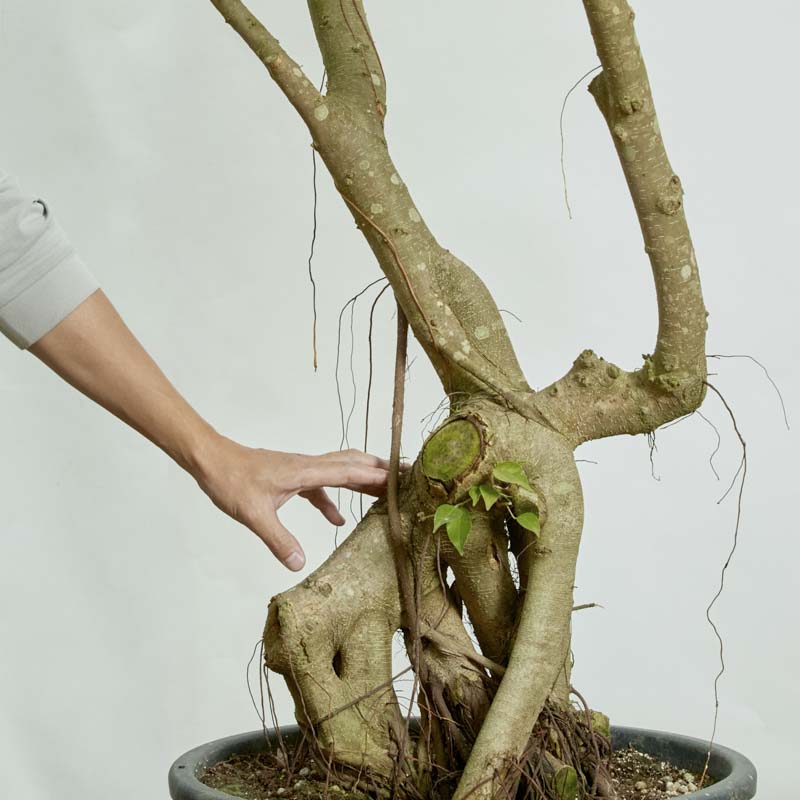 特注一点もの】緑がきらきらと眩しいフィカス・ベンジャミン・リッチ