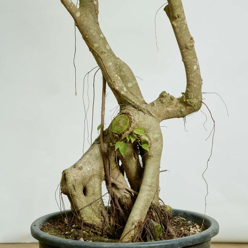 特注一点もの】緑がきらきらと眩しいフィカス・ベンジャミン・リッチ