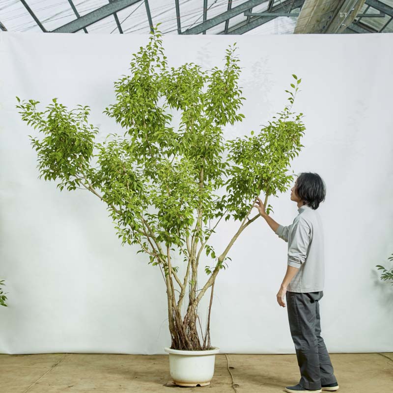 大鉢サイズ | 青山フラワーマーケット | 青山フラワーマーケット｜花束