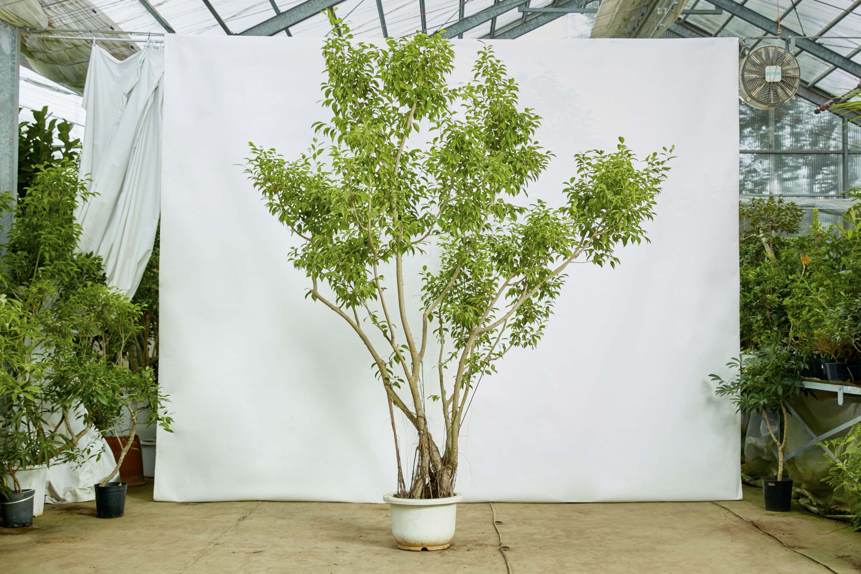 特注一点もの】迫力ある樹形が特徴の沖縄県産フィカス・ベンジャミン