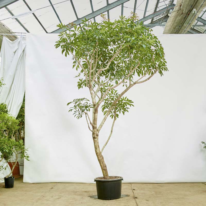 特注一点もの】背が高く上部に葉が生い茂るシェフレラ | 青山フラワー