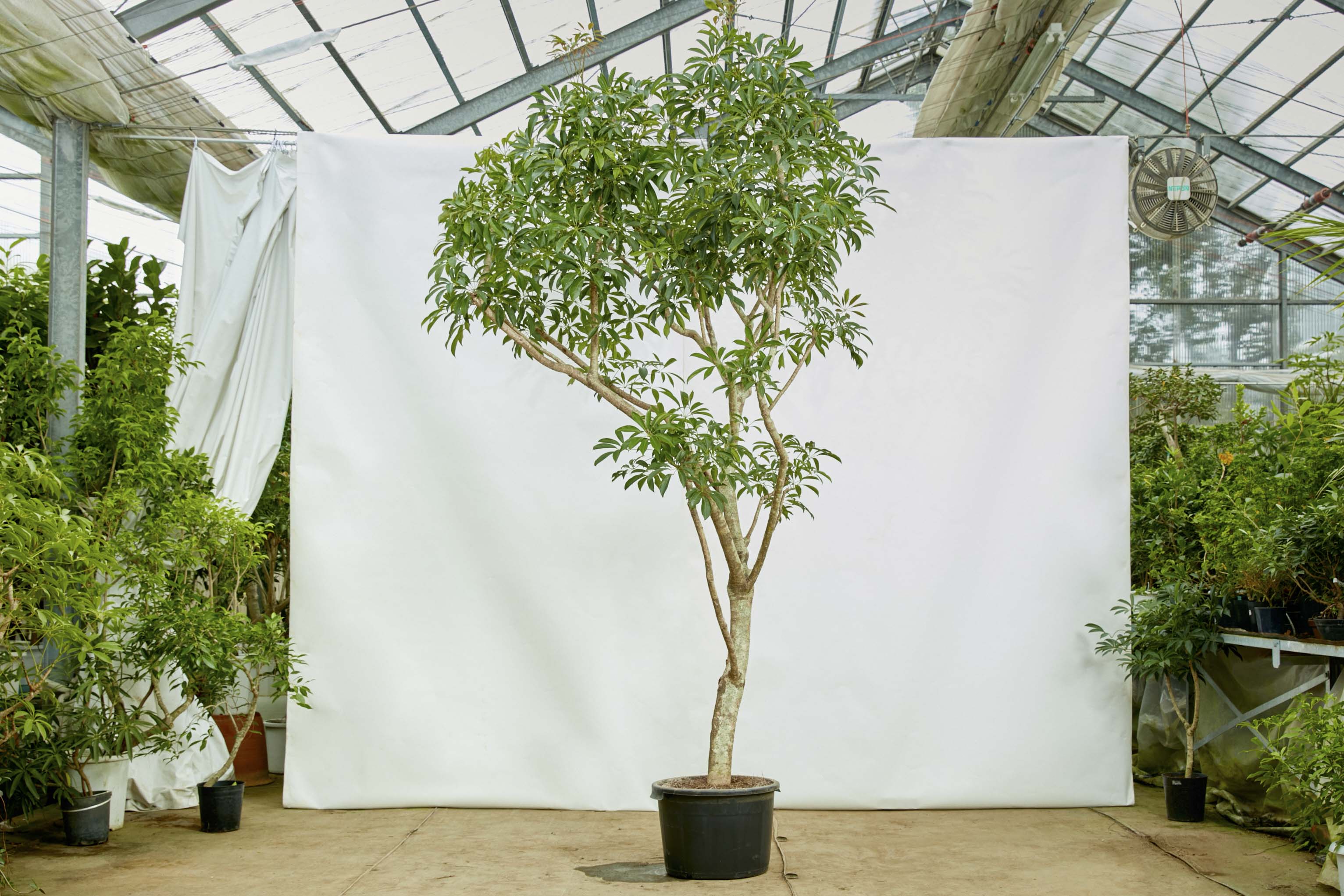 特注一点もの】背が高く上部に葉が生い茂るシェフレラ | 青山フラワー