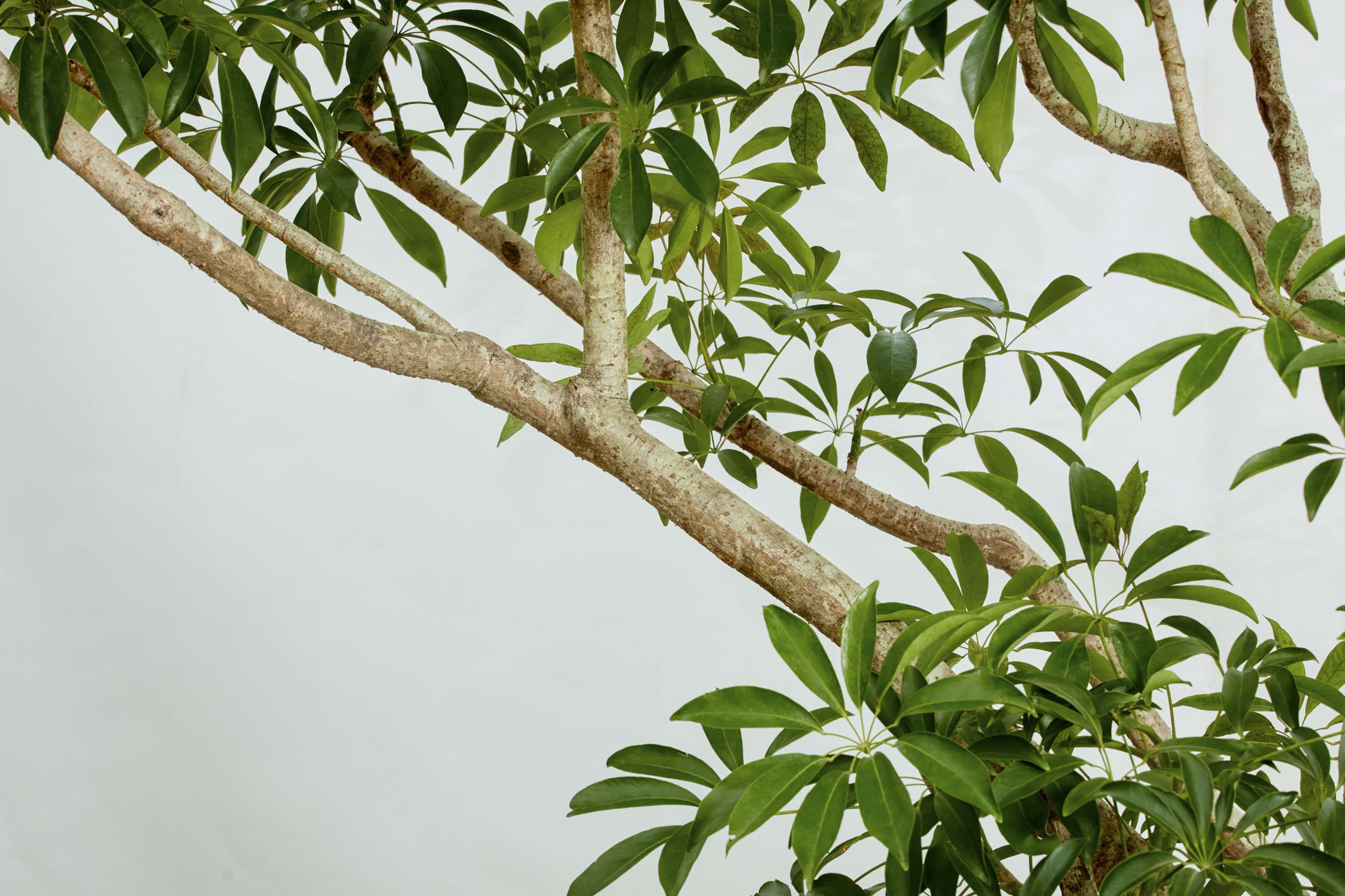 特注一点もの】背が高く上部に葉が生い茂るシェフレラ | 青山フラワー