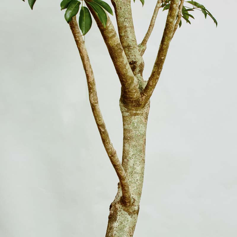 特注一点もの】背が高く上部に葉が生い茂るシェフレラ | 青山フラワー