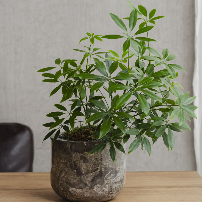 シックなプランターと合わせた生長が楽しみなシェフレラ・コンパクタ