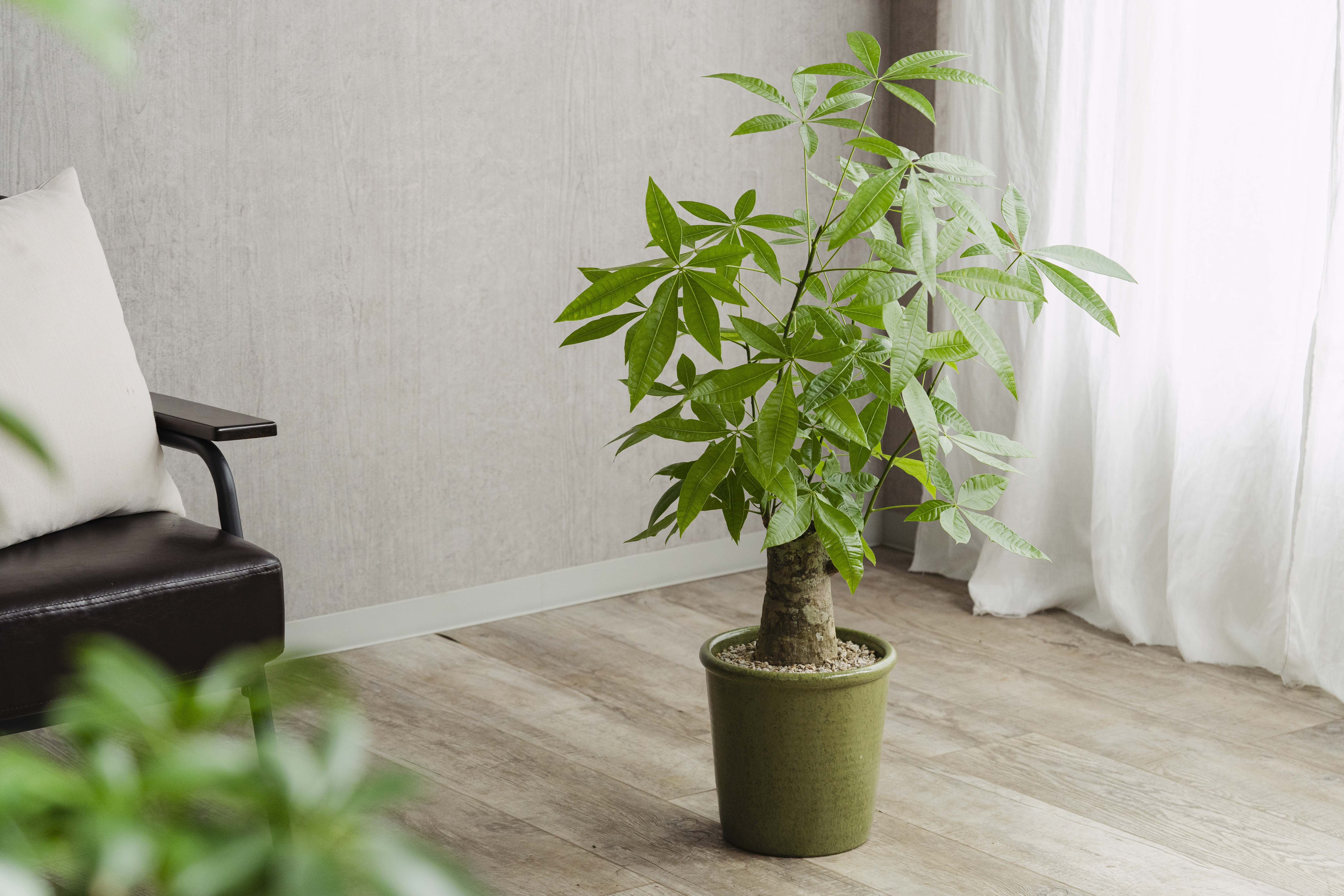 確認用　パキラ 観葉植物 緑色の葉 確認用 パキラ 観葉植物 緑色の葉