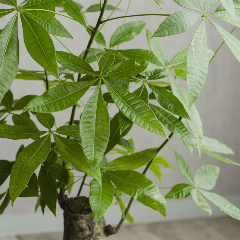 確認用パキラ 観葉植物 緑色の葉