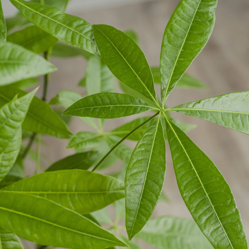 確認用パキラ 観葉植物 緑色の葉