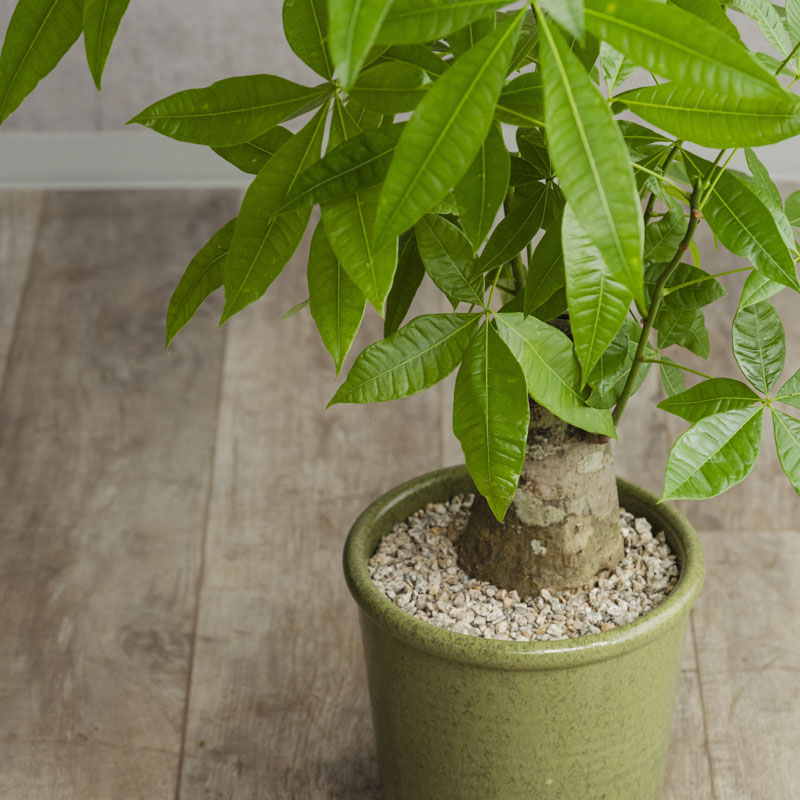 確認用　パキラ 観葉植物 緑色の葉 確認用 パキラ 観葉植物 緑色の葉 確認用 パキラ 観葉植物 緑色の葉