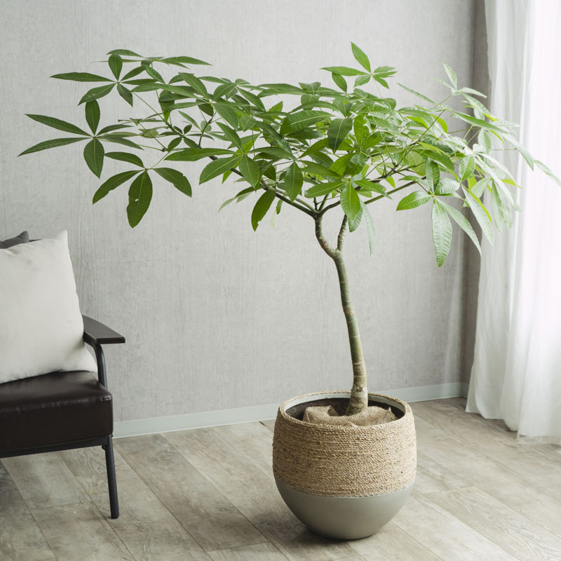 一点もの】両手をいっぱいに広げたような楽しげな樹形のパキラ | 青山