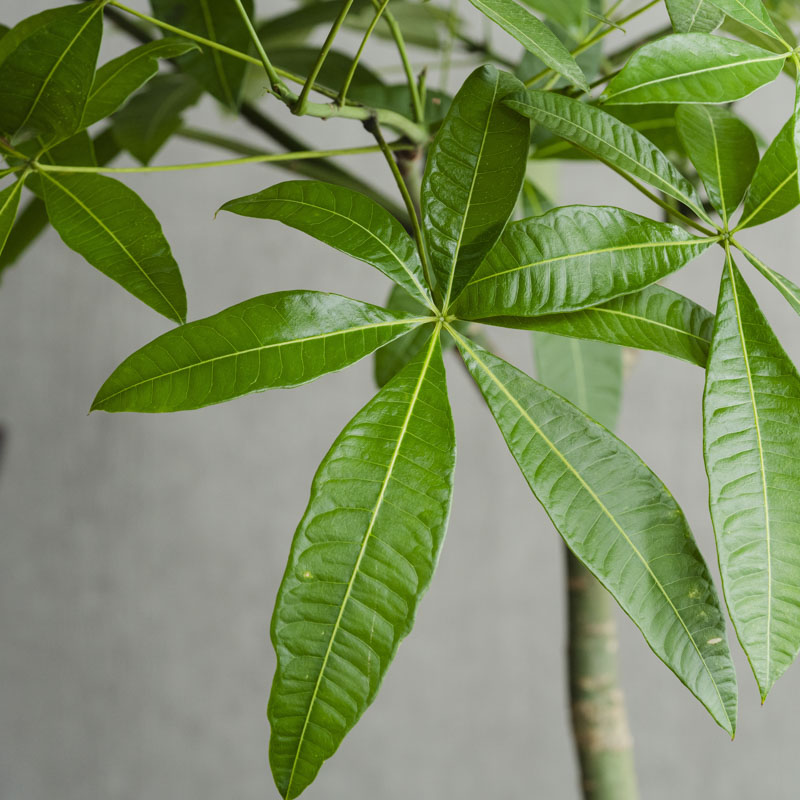 一点もの】両手をいっぱいに広げたような楽しげな樹形のパキラ | 青山