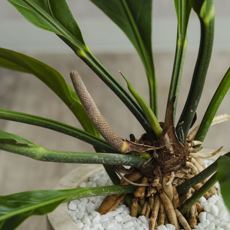 現品】アンスリウム・フーケリー 8号 黒鉢 （2） 楽天市場