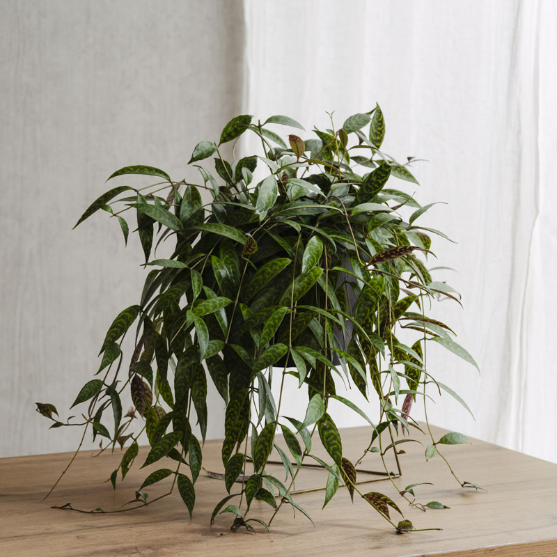 観葉植物（10000～14999円） | 青山フラワーマーケット | 青山フラワーマーケット｜花や緑とともに暮らす毎日を