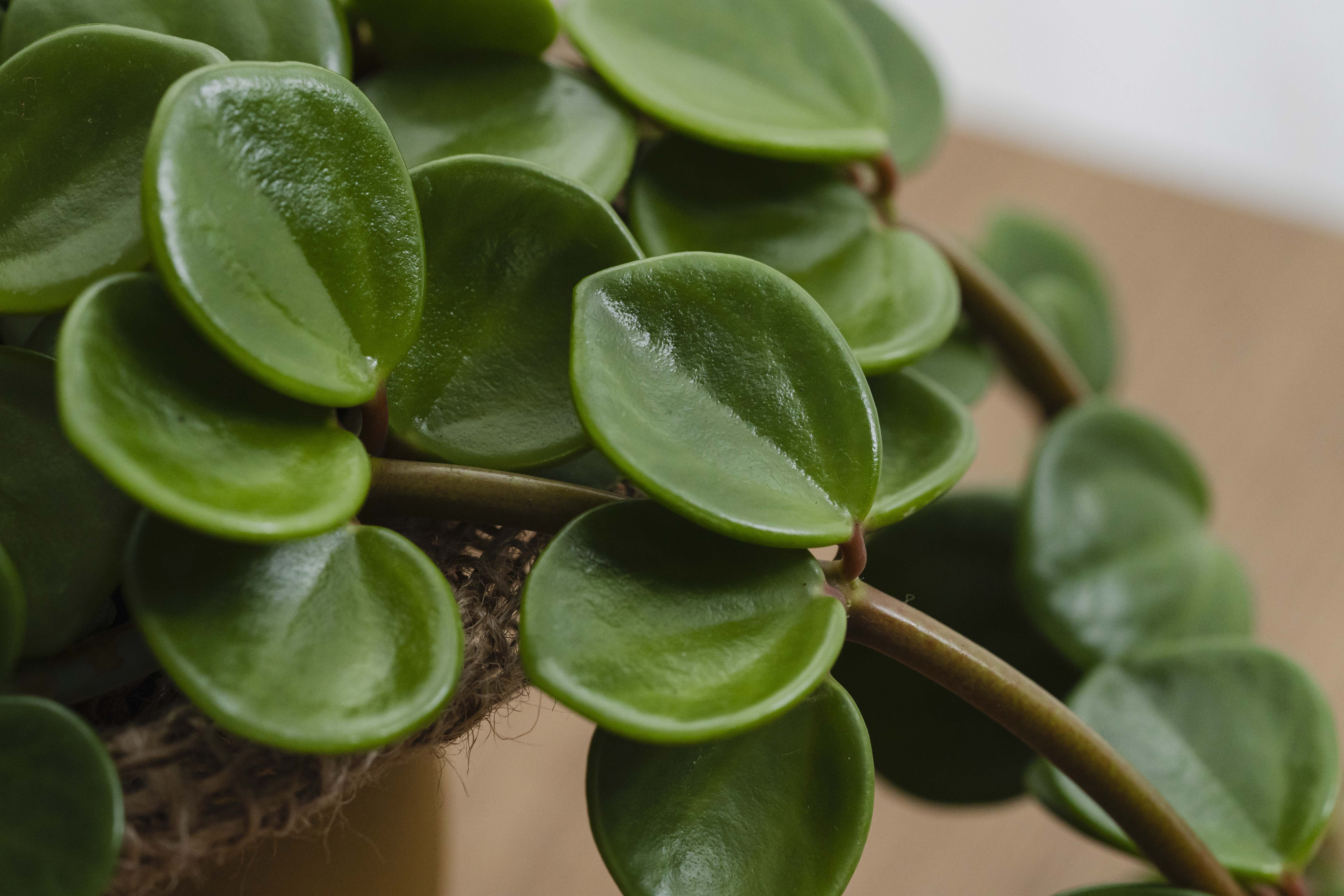 丸くて肉厚な葉がかわいいペペロミア・ホープ | 青山フラワー