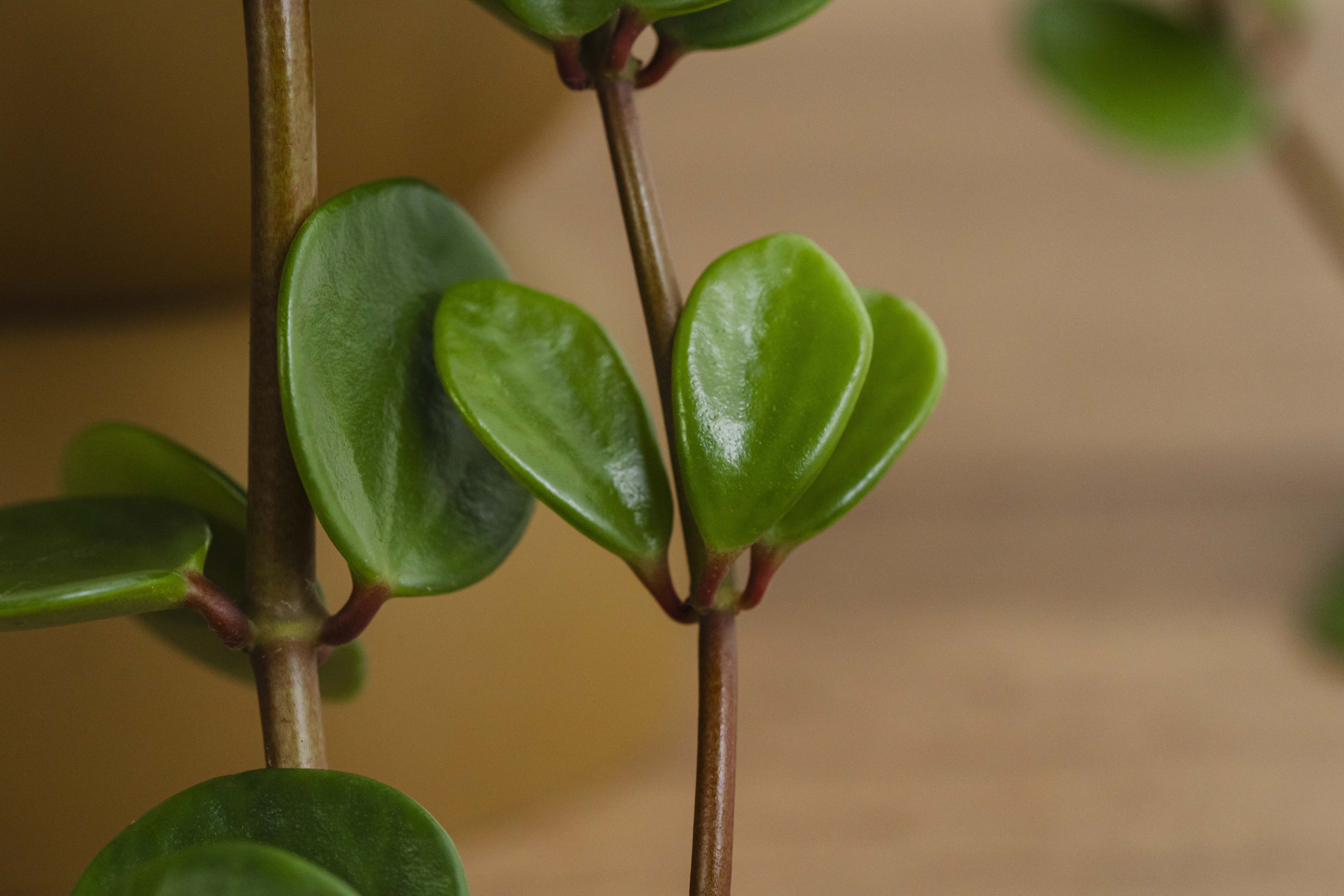 楽天市場】ペペロミア・ホープ陶器鉢 観葉植物 : e-花屋さん
