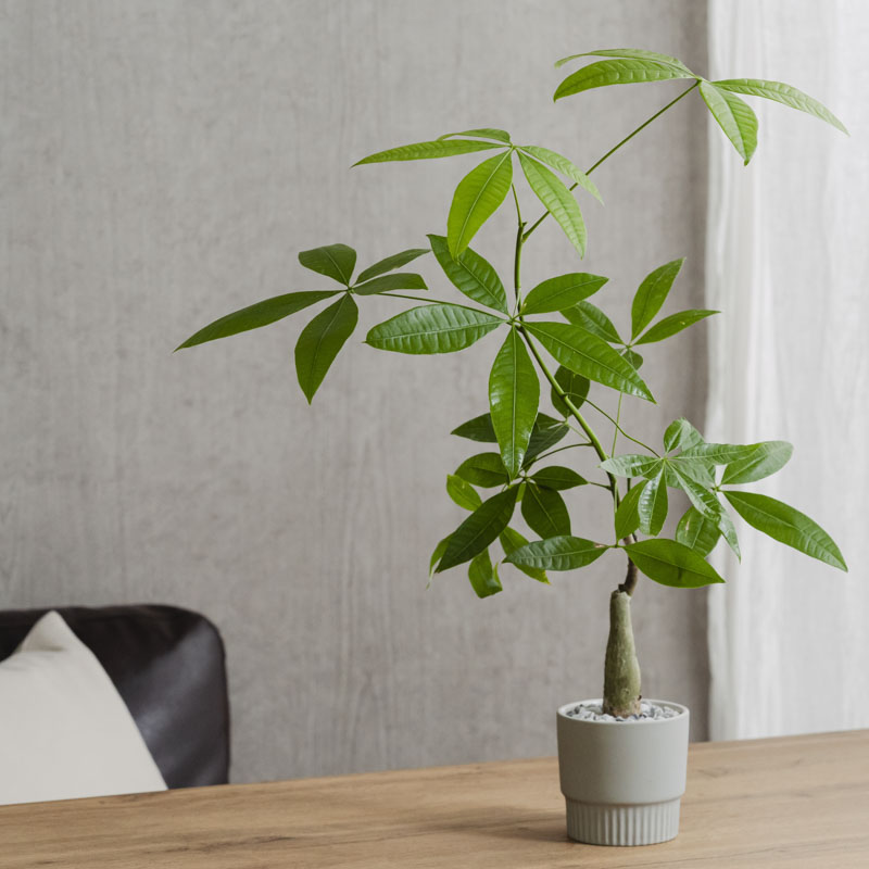 楽天市場】冬季期間(12月〜2月末)はお届けはできません。観葉植物 大型 10号鉢 140cm〜 選べる9種 全国配送【観葉植物 鉢 インテリア  パキラ 幸福の木(マッサン) ユッカ(青年の樹) カポック サンスベリア 開店祝 開院祝 引越祝 新築祝 育て方 受章祝い おしゃれ おすすめ 
